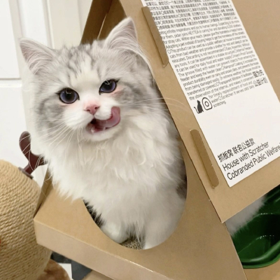 猫咪
