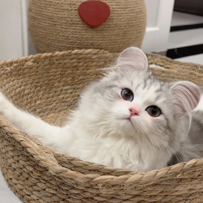 猫咪