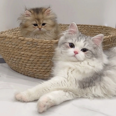 猫咪