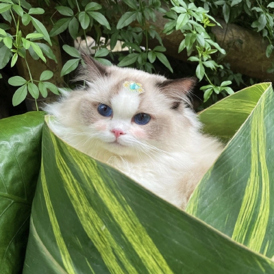 猫咪