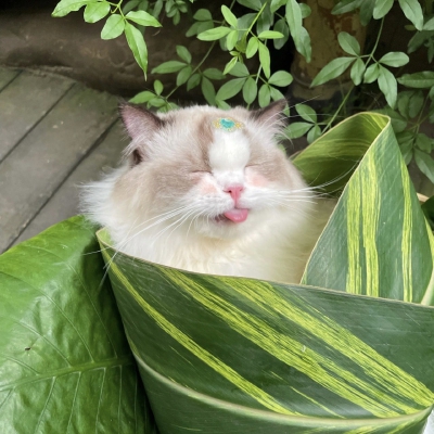 猫咪