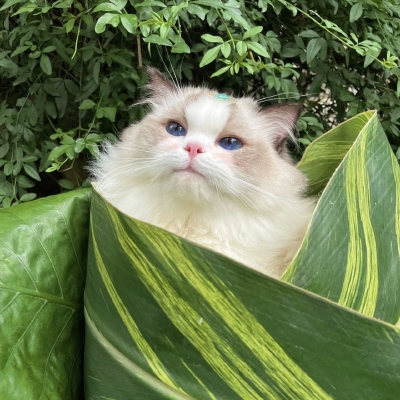 猫咪