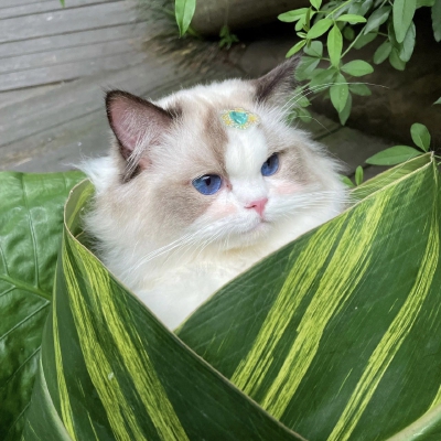 猫咪