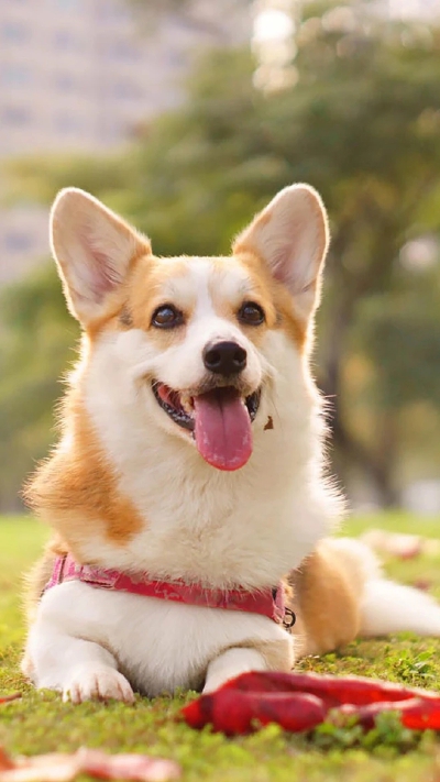 狗狗