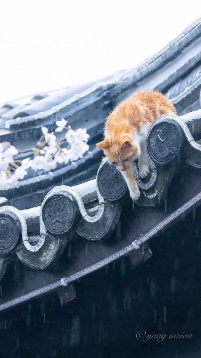 猫咪