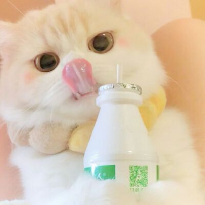 喵喵