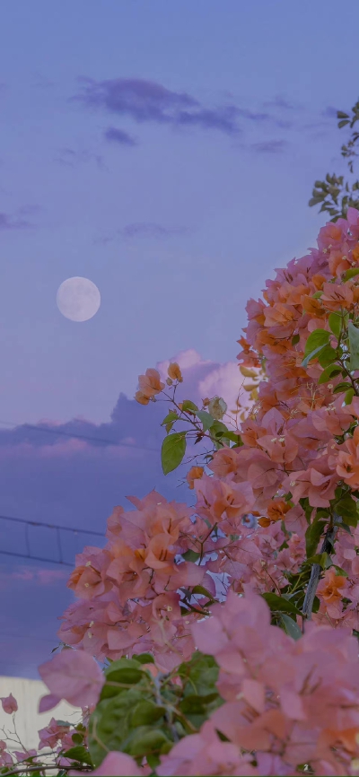 壁纸·花朵
风景/冰块/凉爽/护眼/花朵/夏天/海边