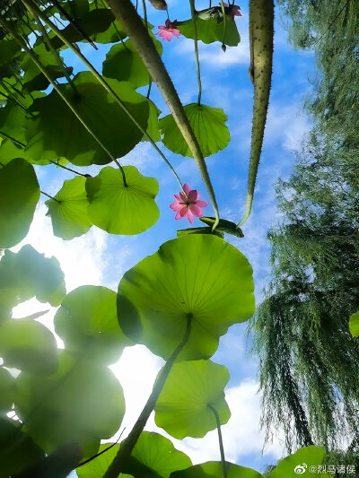 美景