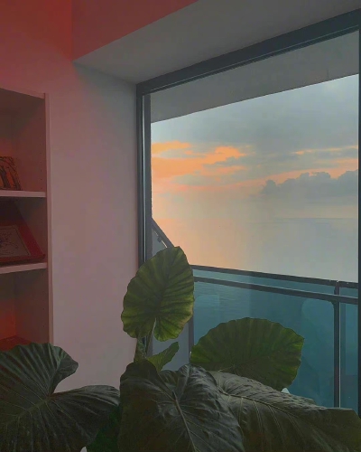 the view