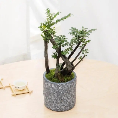 小叶紫檀