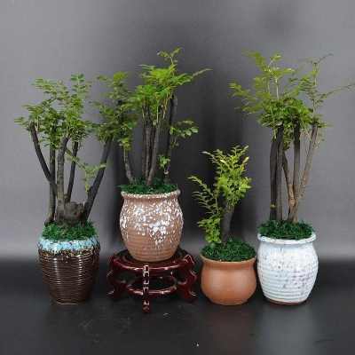 小叶紫檀