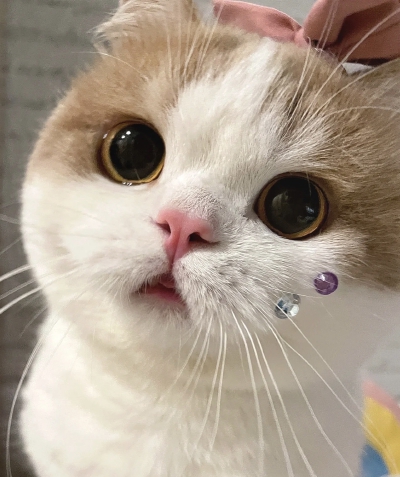萌宠