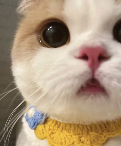 萌宠
