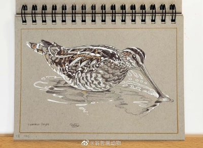 by 翁哲画动物