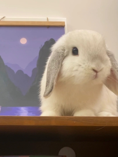 垂耳兔