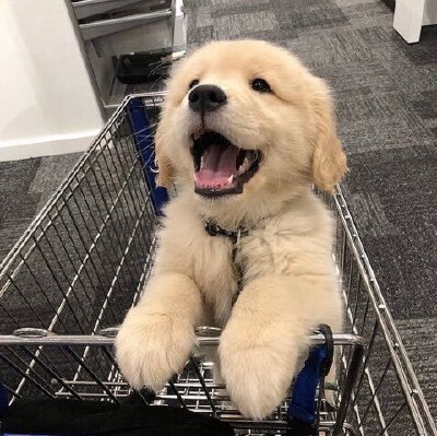 大金毛犬