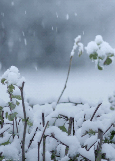 雪