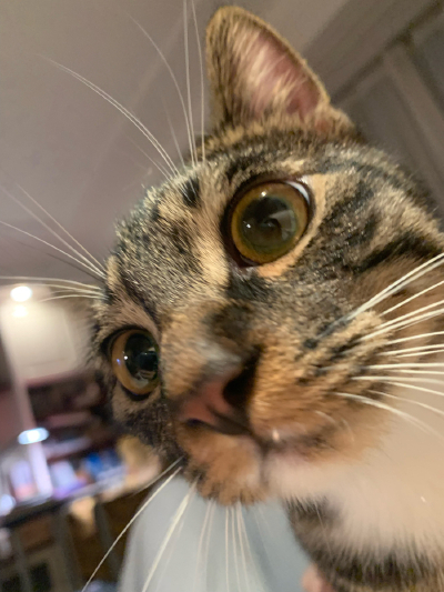 猫咪