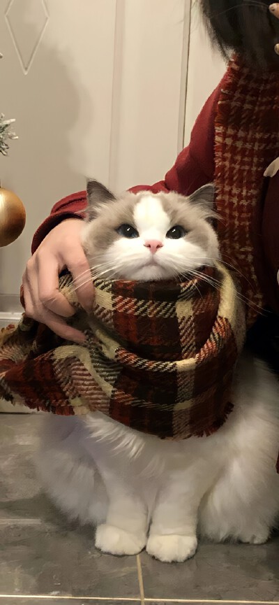 圣诞月'christmas☆ ​​​