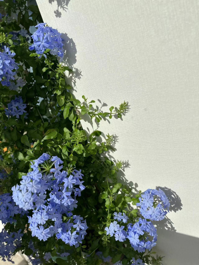 家中蓝雪花