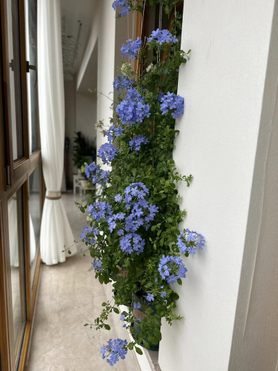 蓝雪花