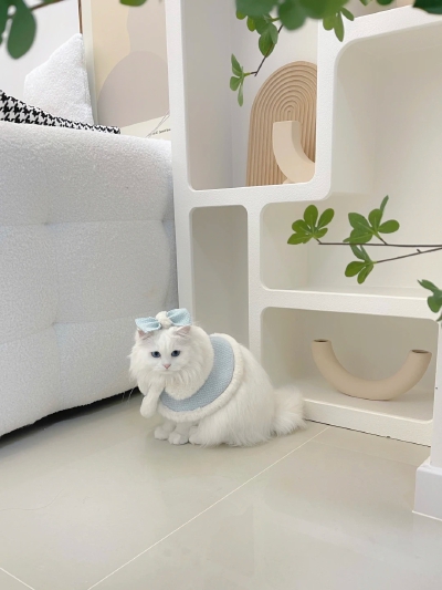 猫咪