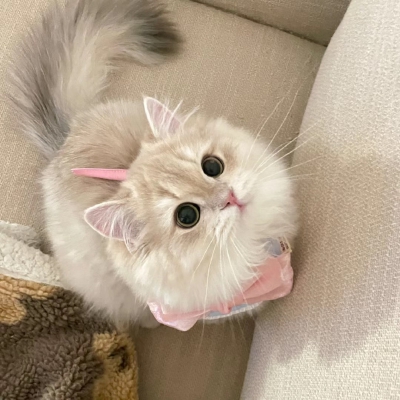 猫咪