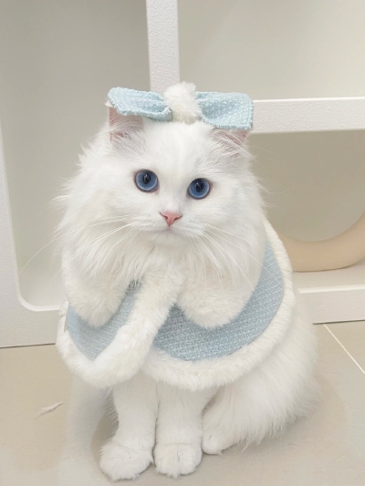 猫咪