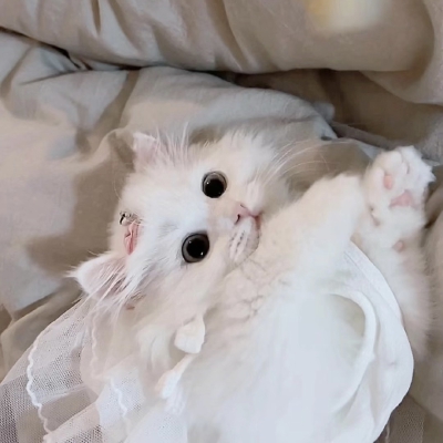 猫咪