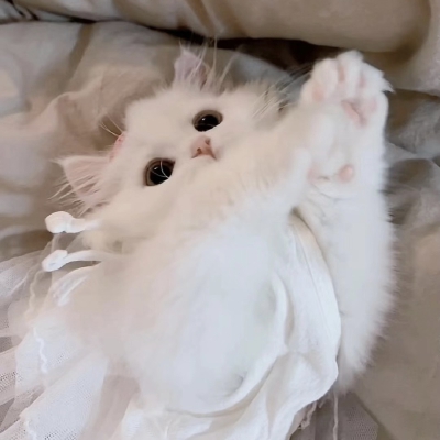 猫咪