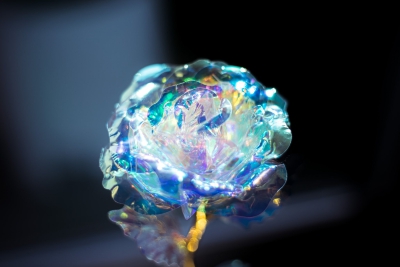 你好，欢迎来到花的世界