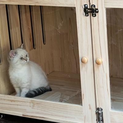 自家猫猫常安，一只小布偶！禁止外传！