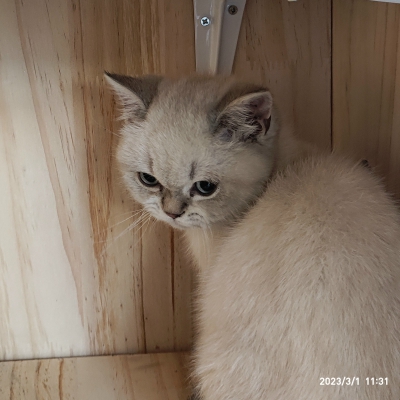 自家猫猫常安，一只小布偶！禁止外传！