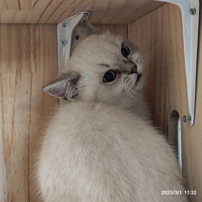 自家猫猫常安，一只小布偶！禁止外传！