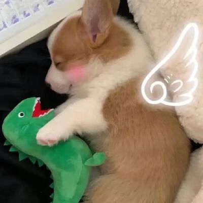 狗狗