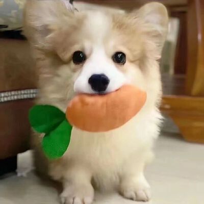 狗狗