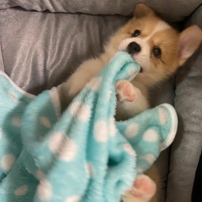 狗狗