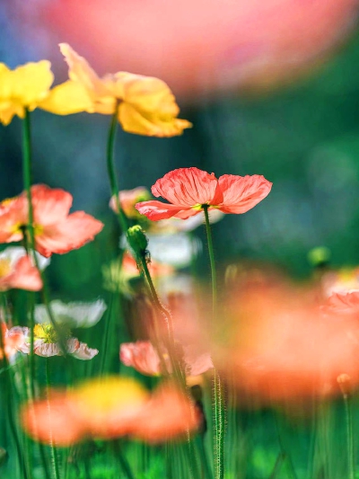 花海