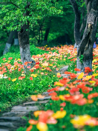 花海
