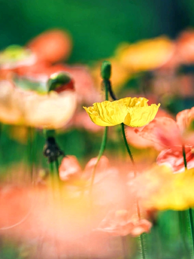 花海