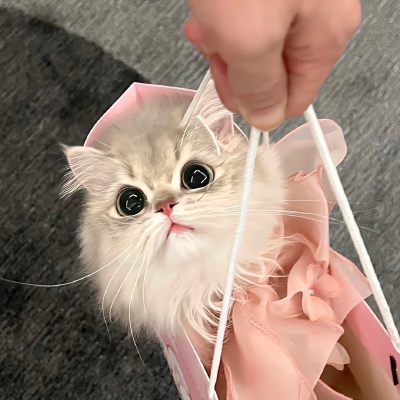 宠物头像卡通头像宠物猫咪可爱头像