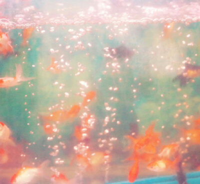 鱼和水