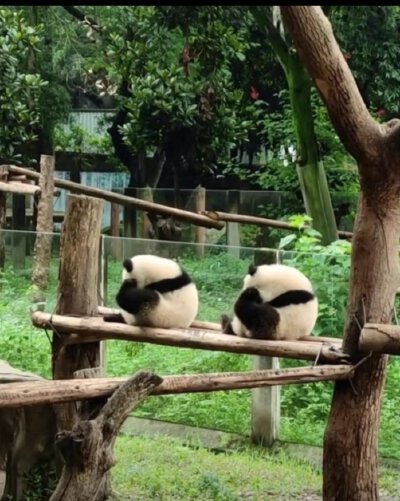渝可渝爱