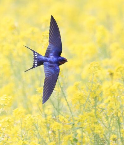 燕 swallow ツバメ 