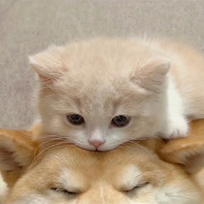 猫猫小狗情头