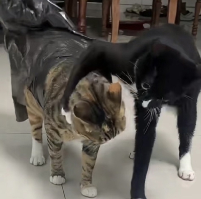 奶牛猫
