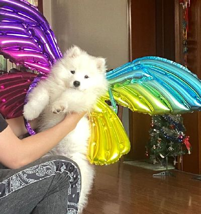 狗狗