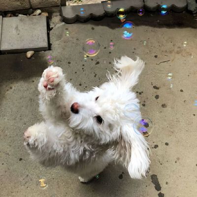 狗狗