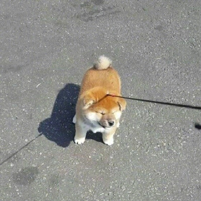 狗狗