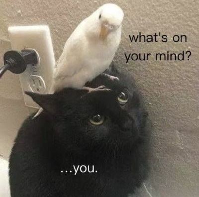 meme 